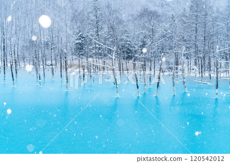 【美瑛的銀色世界】半結冰的藍色池塘 【美瑛的銀色世界】半結冰的藍色池塘 120542012