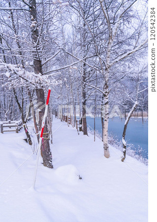 冬天的美瑛：沒有腳印的安靜的藍色池塘 120542384