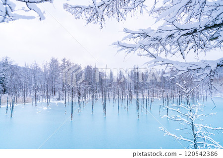 冬天的美瑛：結冰的藍色池塘 120542386