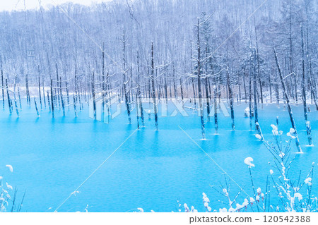 Winter in Biei: Frozen Blue Pond 120542388