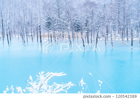 Winter in Biei: Frozen Blue Pond Winter in Biei: Frozen Blue Pond 120542389