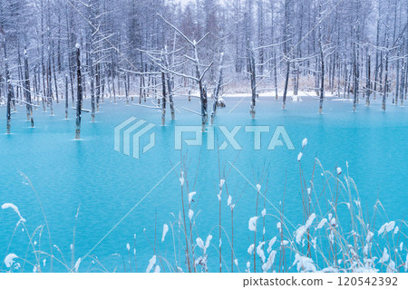 Winter in Biei, Hokkaido: Frozen Blue Pond Winter in Biei, Hokkaido: Frozen Blue Pond 120542392