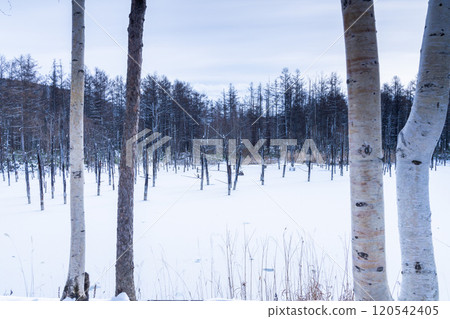 白金溫泉 銀世界 藍池 120542405