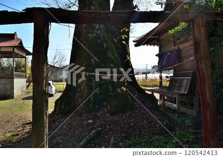 埼玉縣秩父市太田市的大田熊野神社,欅雨 埼玉縣秩父市太田市的大田熊野神社,欅雨 120542413