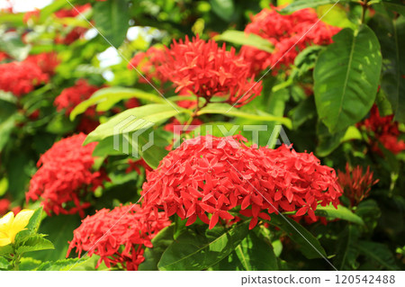 沖繩三大名花之一的三段花 沖繩三大名花之一的三段花 120542488