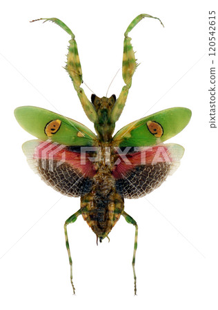 Creobroter gemmatus displays vibrant green and colorful markings while perched, highlighting its unique body structure and wings. This insect is often found in tropical environments. 120542615