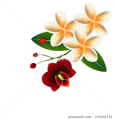Frangipani (Plumeria) with orchid flower and a ladybug. Frangipani (Plumeria) with orchid flower and a ladybug. 120542723
