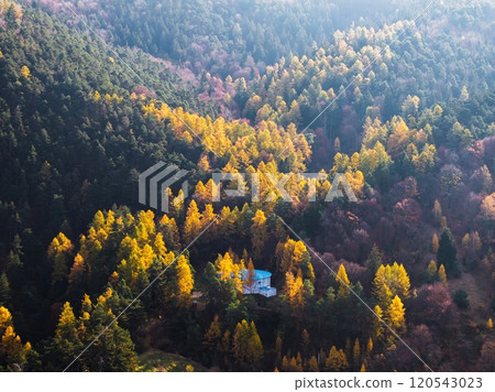 Aerial drone view of golden autumn trees in the mountains Aerial drone view of golden autumn trees in the mountains 120543023