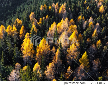 Aerial drone view of golden autumn trees in the mountains 120543037