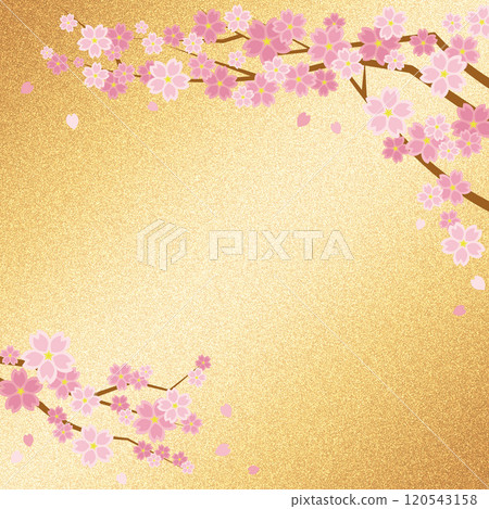 Cherry blossoms and gold folding screen-like background (champagne gold) square 120543158