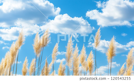 潘帕斯草在藍天中搖曳 120543255