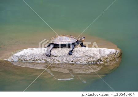 Japanese pond turtle basking in the sun 120543404
