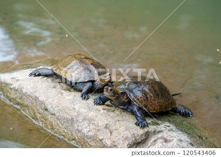 Japanese pond turtle basking in the sun Japanese pond turtle basking in the sun 120543406
