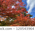 Autumn leaves turn bright red 120543964