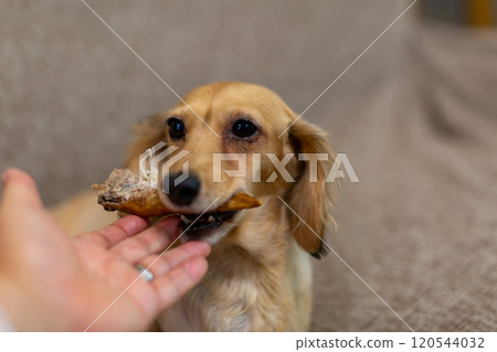 Kaninchen Dachshund chewing a bone 120544032