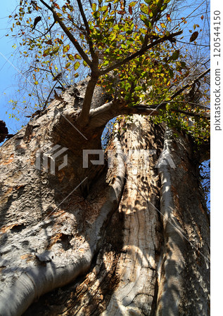 Rain-making Zelkova tree at Ota Kumano Shrine in Ota, Chichibu City, Saitama Prefecture 120544150