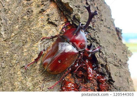 甲蟲雄鹿甲蟲暑假孩子 120544303