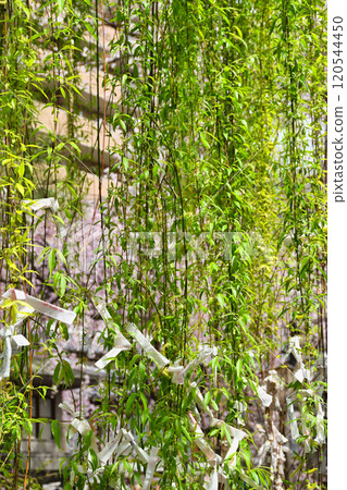 京都紫雲山長法寺六角堂六角柳（京都市中京區） 120544450