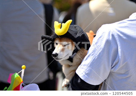 關東/小田原北條五台祭（北條五台祭）/觀賞戰國時代武士遊行的觀光犬/神奈川縣小田原市 120544505