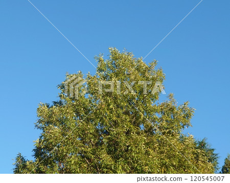 A tree that shines in the blue sky A tree that shines in the blue sky 120545007