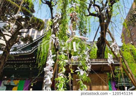 京都紫雲山長法寺六角堂六角柳（京都市中京區） 120545134