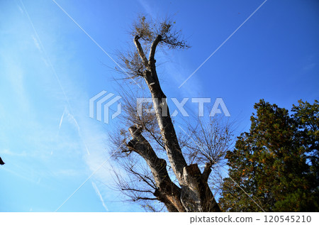 Rain-making Zelkova tree at Ota Kumano Shrine in Ota, Chichibu City, Saitama Prefecture 120545210