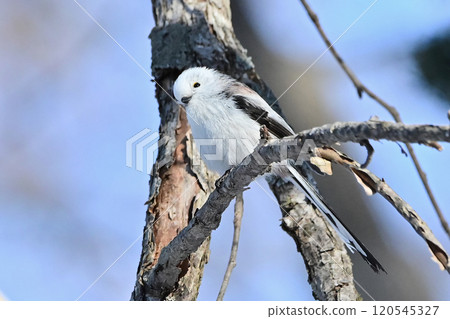 Shimaenaga 120545327