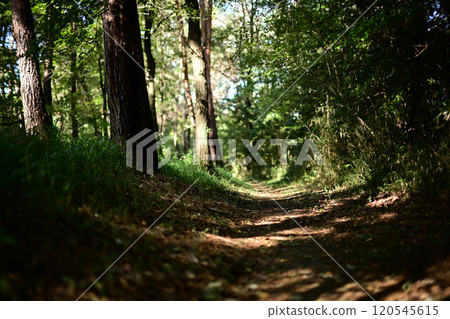 舊道 舊鎌倉街道 120545615