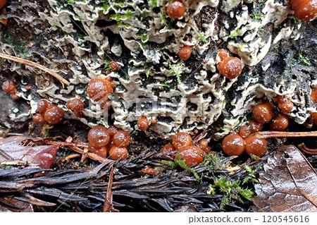 Young nameko mushrooms (Shimohama Hatta, Akita City, November 23rd) Young nameko mushrooms (Shimohama Hatta, Akita City, November 23rd) 120545616