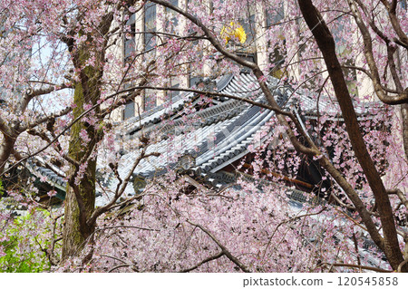 Kyoto Shiunzan Chohoji Temple Rokkakudo Beautiful weeping cherry blossoms in full bloom (Nakagyo Ward, Kyoto City) Kyoto Shiunzan Chohoji Temple Rokkakudo Beautiful weeping cherry blossoms in full bloom (Nakagyo Ward, Kyoto City) 120545858
