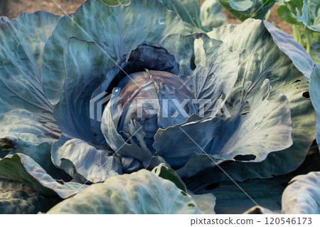 Red cabbage growing in garden. Soon ready to harvest cabbage plant with large green leaves. Lush summer vegetable background. Blue Kraut, Red Kraut or Brassica oleracea. 120546173