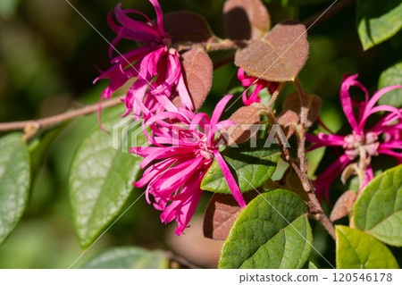 Botanical collection, pink flowers of Loropetalum chinense close up 120546178