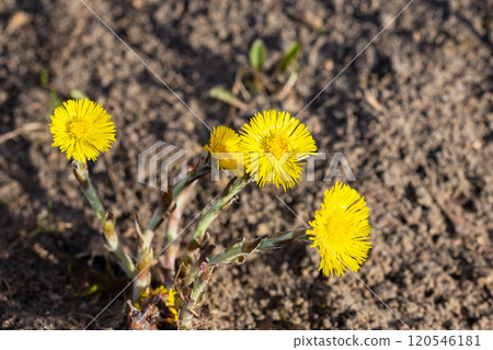 Tussilago commonly known as coltsfoot Tussilago commonly known as coltsfoot 120546181