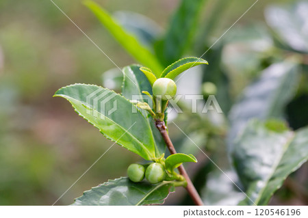 Closeup, Top of Green tea leaf in the morning, tea plantation, blurred background, selective focus. Closeup, Top of Green tea leaf in the morning, tea plantation, blurred background, selective focus. 120546196