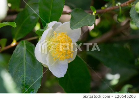 Tea leaf and white flower in tea plantation. Flower of tea on trunk. Beautiful and fresh white tea flower Tea leaf and white flower in tea plantation. Flower of tea on trunk. Beautiful and fresh white tea flower 120546206
