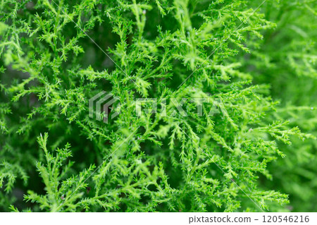Closeup of green thuja occidentalis. Fresh green leaves, branches of thuja trees close up. Thuya twig occidentalis, evergreen coniferous tree. Chinese thuja. Closeup of green thuja occidentalis. Fresh green leaves, branches of thuja trees close up. Thuya twig occidentalis, evergreen coniferous tree. Chinese thuja. 120546216