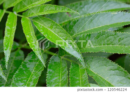 Green leaves in raindrops. Green natural deciduous spring and summer background. 120546224