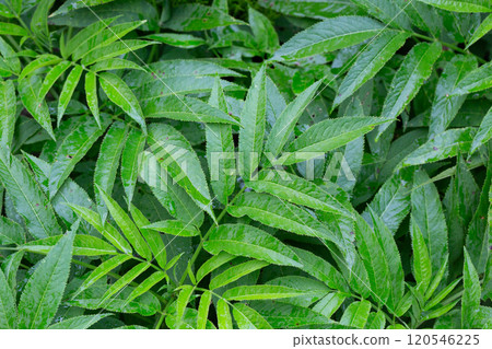 Green leaves in raindrops. Green natural deciduous spring and summer background. 120546225