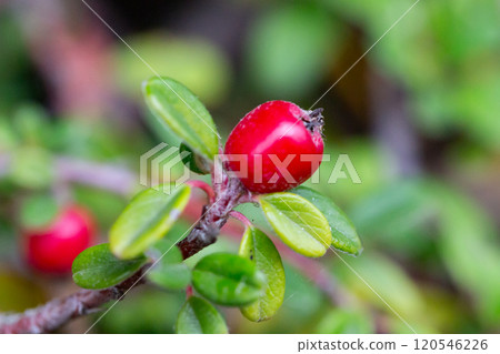 Cotoneaster horizontalis close up. Branches with red berries and green leaves. 120546226