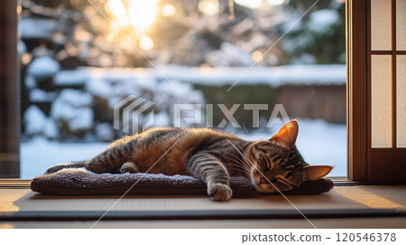 一隻在邊緣曬日光浴的貓 一隻在邊緣曬日光浴的貓 120546378