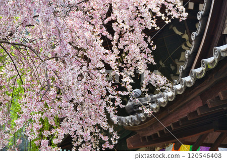Kyoto Shiunzan Chohoji Temple Rokkakudo Beautiful weeping cherry blossoms in full bloom (Nakagyo Ward, Kyoto City) Kyoto Shiunzan Chohoji Temple Rokkakudo Beautiful weeping cherry blossoms in full bloom (Nakagyo Ward, Kyoto City) 120546408