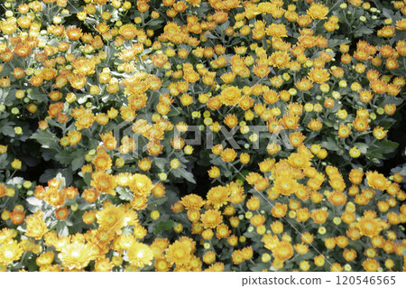 Tropical plants at flower market 120546565