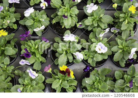 Tropical plants at flower market Tropical plants at flower market 120546608