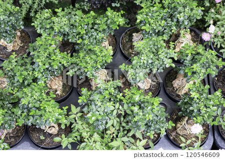 Tropical plants at flower market Tropical plants at flower market 120546609