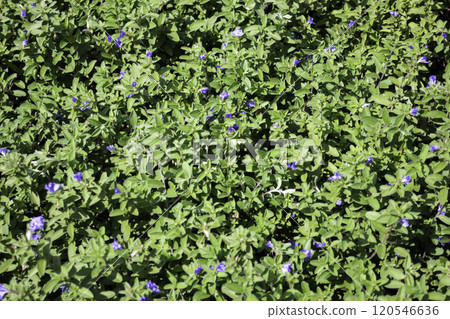 Tropical plants at flower market 120546636