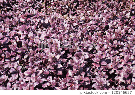 Tropical plants at flower market Tropical plants at flower market 120546637