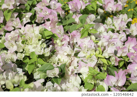 Tropical plants at flower market Tropical plants at flower market 120546642