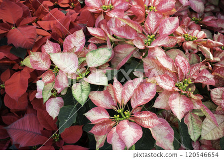 Tropical plants at flower market 120546654