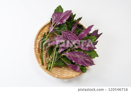 Golden rhododendron image 120546716