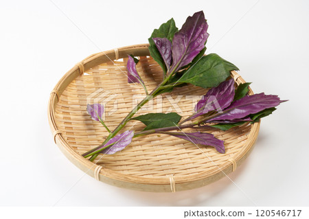 金時草圖像 金時草圖像 120546717
